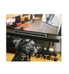 我が家のお犬様（個別スタンプ：14）