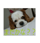 我が家のお犬様（個別スタンプ：16）