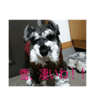 我が家のお犬様（個別スタンプ：17）