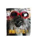 我が家のお犬様（個別スタンプ：19）