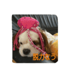 我が家のお犬様（個別スタンプ：21）