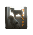 我が家のお犬様（個別スタンプ：22）