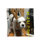 我が家のお犬様（個別スタンプ：24）