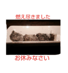 シガー(葉巻)を楽しむ紳士淑女のスタンプ.3（個別スタンプ：15）