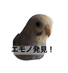 らくがき昆虫スタンプ（個別スタンプ：32）