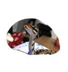 ボールパイソンいのうえ（個別スタンプ：2）