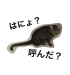 我が家の愛猫トロをスタンプにしました♪（個別スタンプ：1）