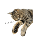 我が家の愛猫トロをスタンプにしました♪（個別スタンプ：5）