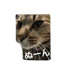 我が家の愛猫トロをスタンプにしました♪（個別スタンプ：8）