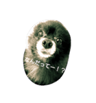 くろぽめれんたん（個別スタンプ：1）