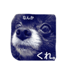 くろぽめれんたん（個別スタンプ：6）