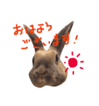 マダムラビット！おフランさん（個別スタンプ：1）