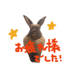 マダムラビット！おフランさん（個別スタンプ：3）