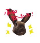 マダムラビット！おフランさん（個別スタンプ：6）