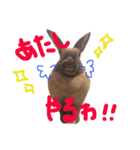 マダムラビット！おフランさん（個別スタンプ：10）