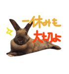 マダムラビット！おフランさん（個別スタンプ：13）