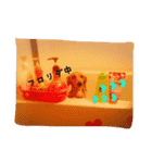 お気楽ダックスさん（個別スタンプ：3）