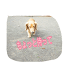 お気楽ダックスさん（個別スタンプ：5）