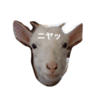 色んな動物に言葉をつけて（個別スタンプ：5）