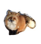 色んな動物に言葉をつけて（個別スタンプ：11）