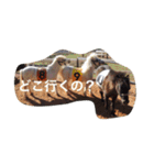 色んな動物に言葉をつけて（個別スタンプ：12）
