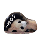 色んな動物に言葉をつけて（個別スタンプ：13）