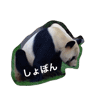 色んな動物に言葉をつけて（個別スタンプ：15）