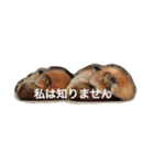 色んな動物に言葉をつけて（個別スタンプ：18）