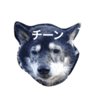 色んな動物に言葉をつけて（個別スタンプ：19）