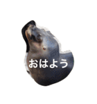 色んな動物に言葉をつけて（個別スタンプ：20）