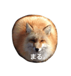 色んな動物に言葉をつけて（個別スタンプ：21）