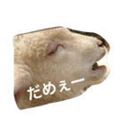 色んな動物に言葉をつけて（個別スタンプ：26）