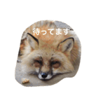 色んな動物に言葉をつけて（個別スタンプ：36）