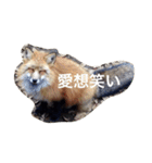 色んな動物に言葉をつけて（個別スタンプ：37）