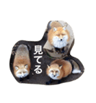 色んな動物に言葉をつけて（個別スタンプ：38）