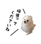 私たちの犬 ポエムとカン（個別スタンプ：1）