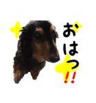 私たちの犬 ポエムとカン（個別スタンプ：2）