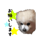 私たちの犬 ポエムとカン（個別スタンプ：3）