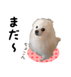 私たちの犬 ポエムとカン（個別スタンプ：5）