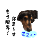 私たちの犬 ポエムとカン（個別スタンプ：8）