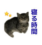 ミヌエットのショコラの子猫写真スタンプ2（個別スタンプ：1）