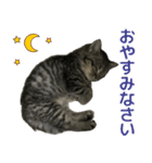 ミヌエットのショコラの子猫写真スタンプ2（個別スタンプ：2）