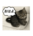 ミヌエットのショコラの子猫写真スタンプ2（個別スタンプ：4）