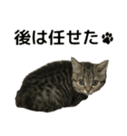 ミヌエットのショコラの子猫写真スタンプ2（個別スタンプ：16）