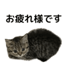 ミヌエットのショコラの子猫写真スタンプ2（個別スタンプ：17）