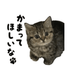 ミヌエットのショコラの子猫写真スタンプ2（個別スタンプ：19）