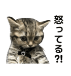ミヌエットのショコラの子猫写真スタンプ2（個別スタンプ：20）