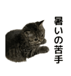 ミヌエットのショコラの子猫写真スタンプ2（個別スタンプ：24）