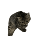 ミヌエットのショコラの子猫写真スタンプ2（個別スタンプ：31）