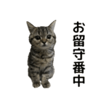 ミヌエットのショコラの子猫写真スタンプ2（個別スタンプ：33）